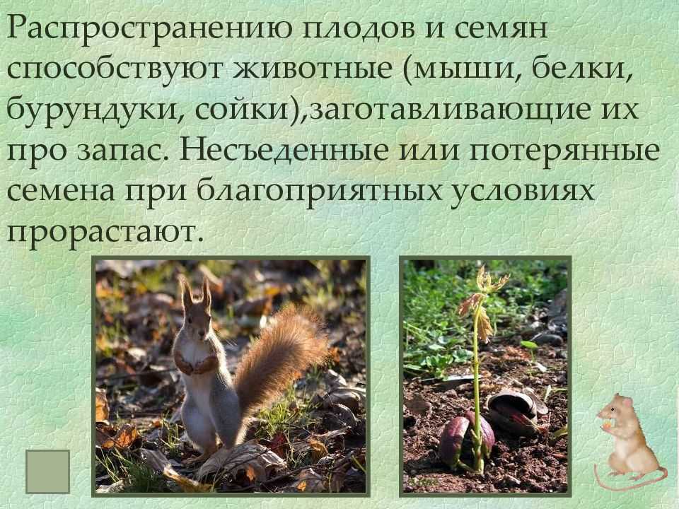 Гдз к рабочей тетради по окружающему миру 3 класс плешаков – 1, 2 часть