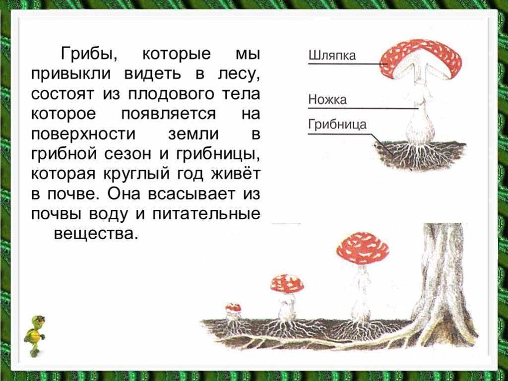 Ответы по окружающему миру, 1 часть, 3 класс, учебник, плешаков а.а. гдз ответы по окружающему миру, 1 часть, 3 класс, учебник, плешаков а.а. гдз