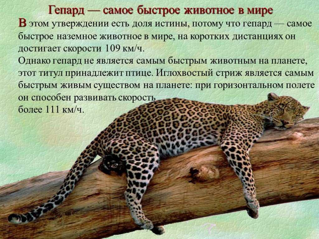 Решебник к учебному пособию: окружающий мир 2 класс плешаков - учебник