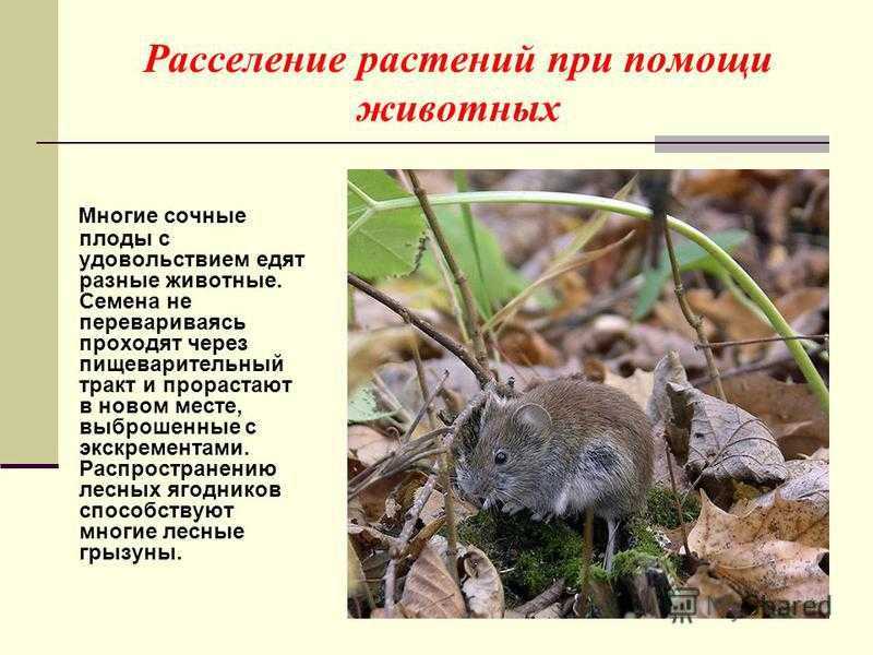 Гдз школа россии, окружающий мир - 3 класс, (плешаков, гара, назарова)