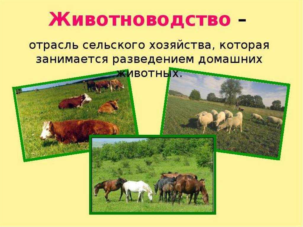 Окружающий мир. 2 класс. ответы