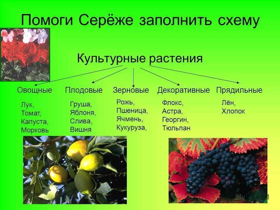 Примеры сортов культурных растений 2 класс рабочая тетрадь стр 50 - у дачки