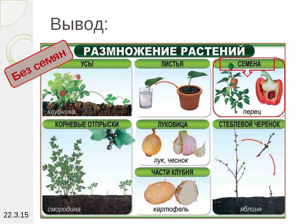 Гдз к рабочей тетради по окружающему миру 3 класс плешаков – 1, 2 часть