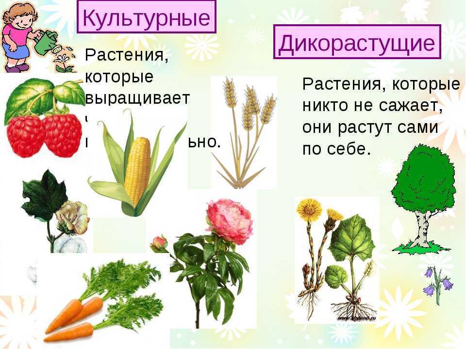 Окружающий мир 2 класс 1 часть. дикие и домашние животные стр. 72 – 75