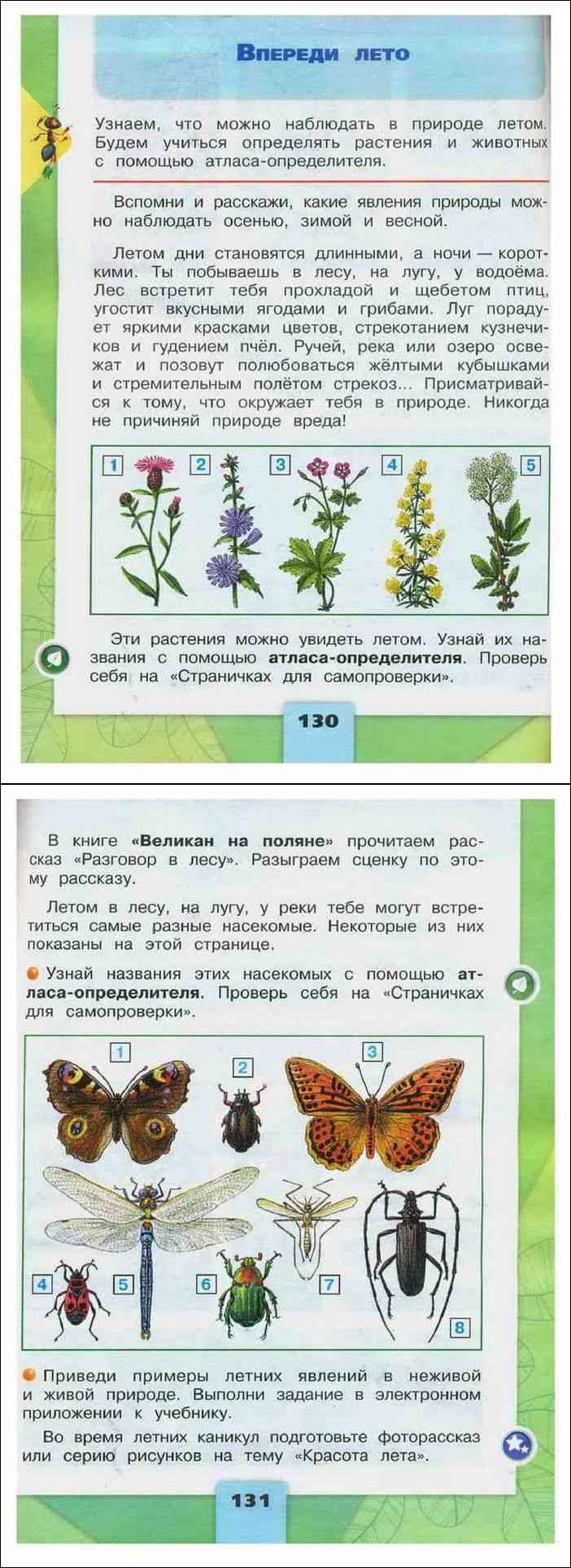 Летние явления природы – примеры для школьников кратко в живой и неживой природе (2 класс, окружающий мир)