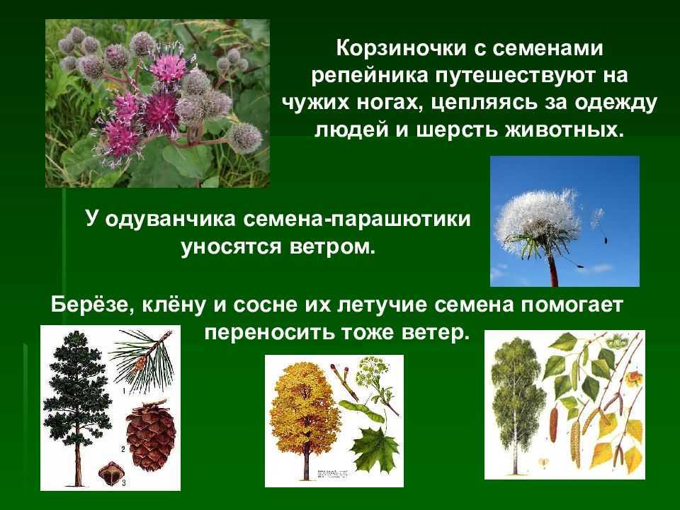 ГДЗ учебник по окружающему миру 3 класс часть 1 Плешаков Проверь себя стр 82 Номер 4 Какие условия нужны для прорастания семян