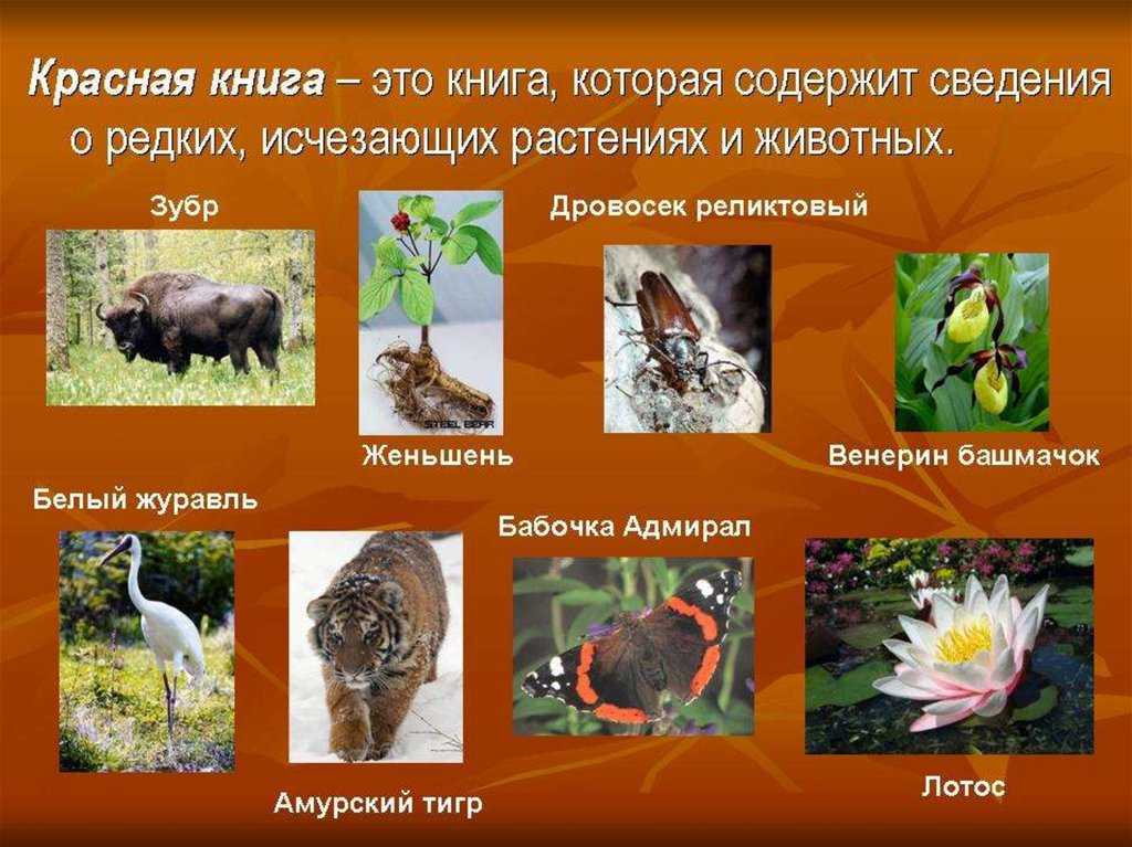 План рассказа о животном из красной книги 2 класс окружающий мир