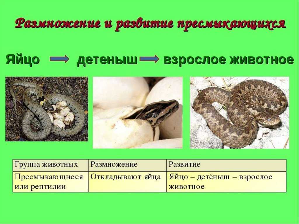Организм человека стр. 122 - 125. окружающий мир 3 класс