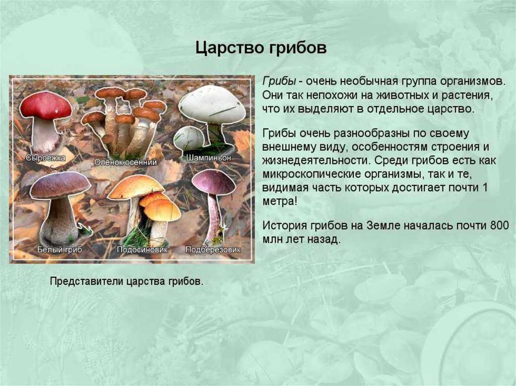 Окружающий мир 3 класс 1 часть. в царстве грибов,  стр. 112 – 116