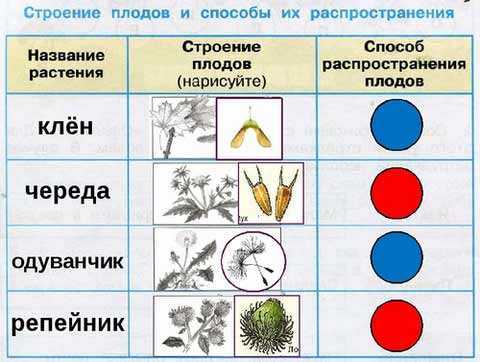 Конспект урока по окружающему миру, 3 класс. размножение и развитие растений. школа россии