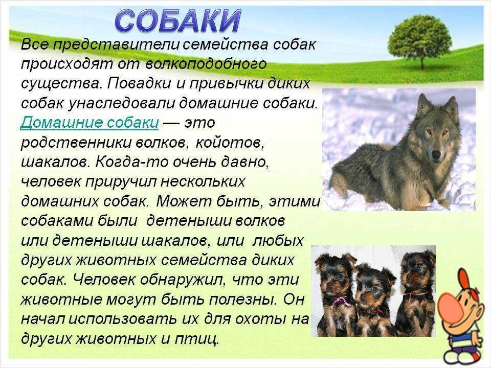 Страница 12-13 гдз по окружающему миру 1 класс плешаков, учебник 1 часть 2023