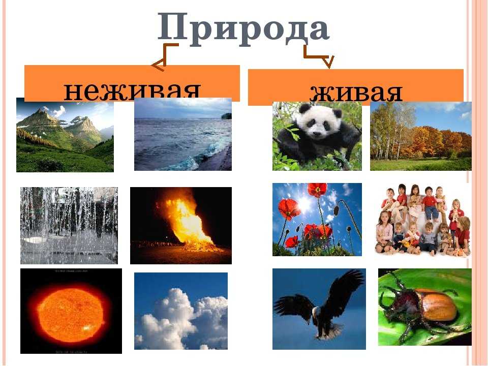Гдз окружающий мир 2 класс рабочая тетрадь 1 часть плешаков