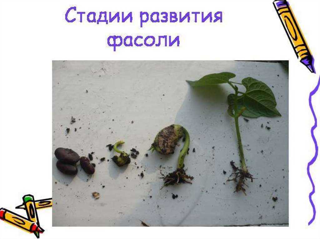 Гдз и решебник окружающий мир 3 класс плешаков, крючкова - учебник