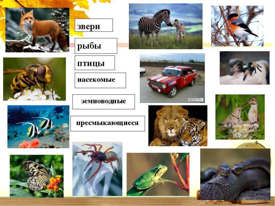 Понемногу: ответы на вопросы учебника к теме "разнообразие животных", 3 класс