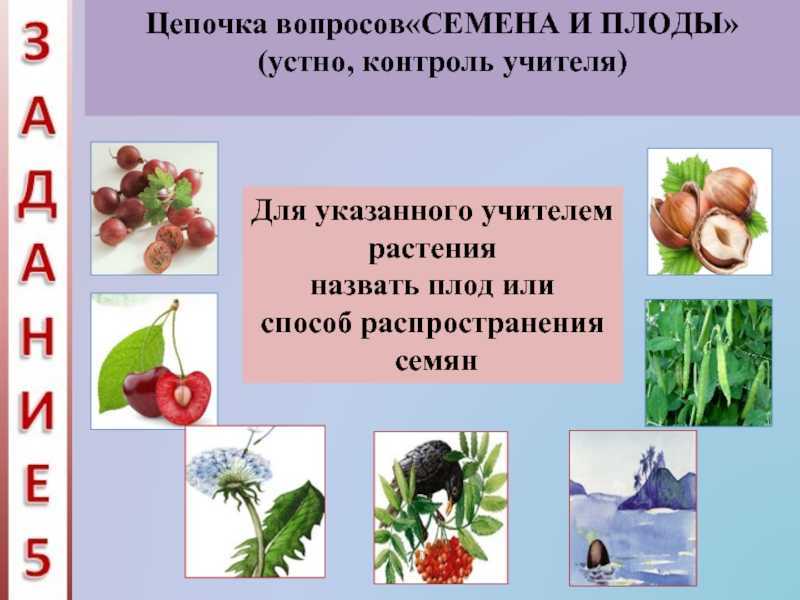 Решения по окружающий мире 3 класс плешаков - рабочая тетрадь часть 1. страница 60-62. размножение и развитие животных: