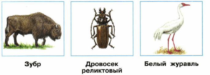 Ответы на олимпиада по окружающему миру и экологии