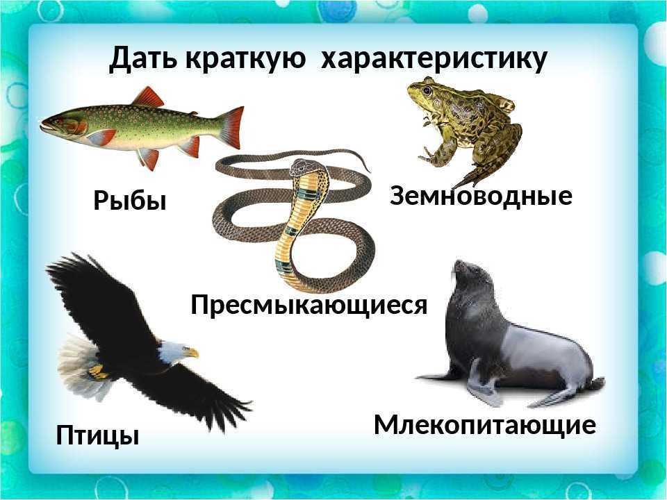Плешаков. 3 класс. рт №1, с. 17 – 18