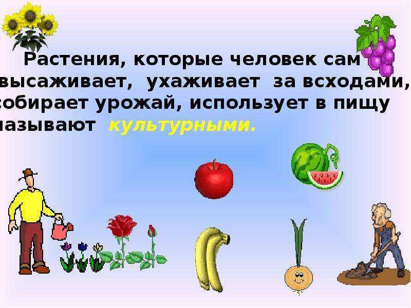 Растения