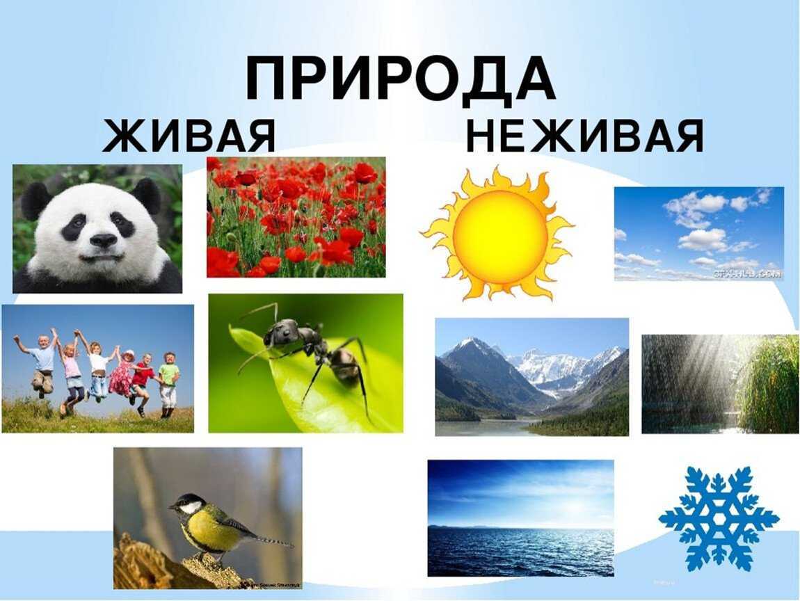Решебник к учебному пособию: окружающий мир 2 класс плешаков - учебник