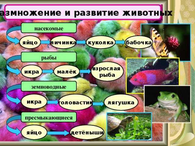 Пресмыкающиеся и земноводные – сравнительная таблица отличий и примеры кратко (2 класс, окружающий мир)