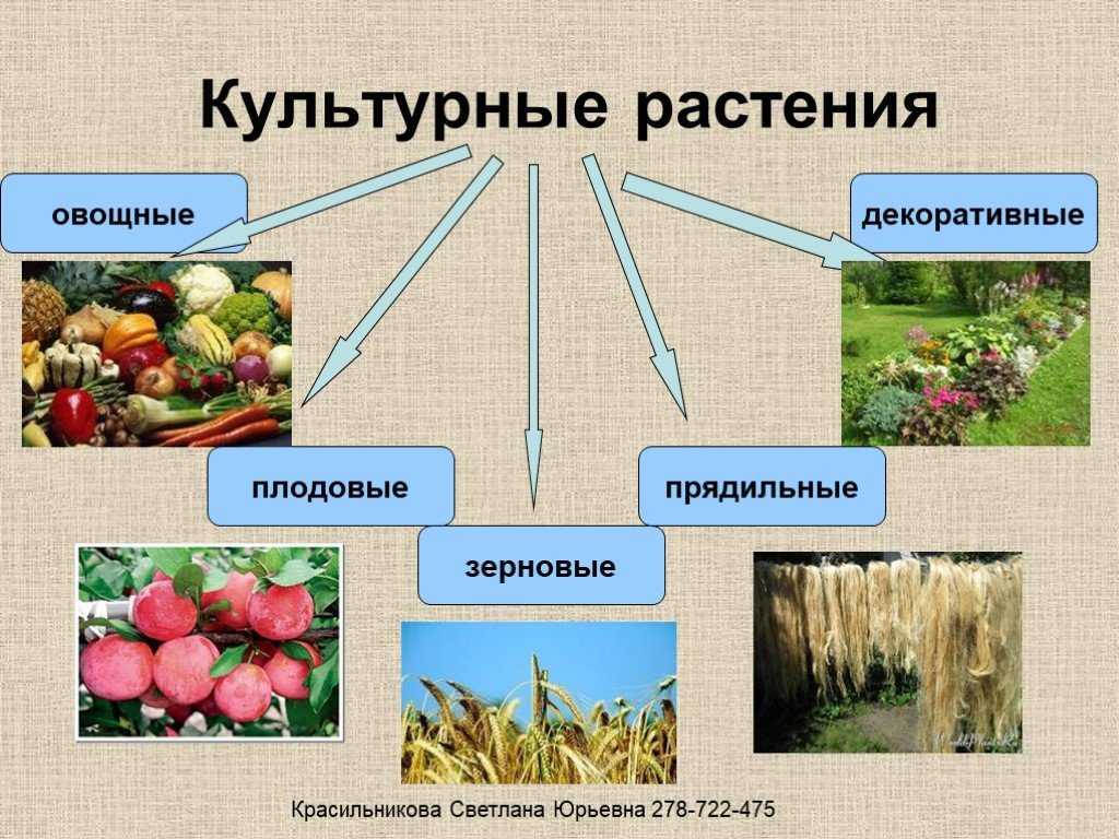 Гдз решебник по окружающему миру 2 класс    плешаков учебник  просвещение