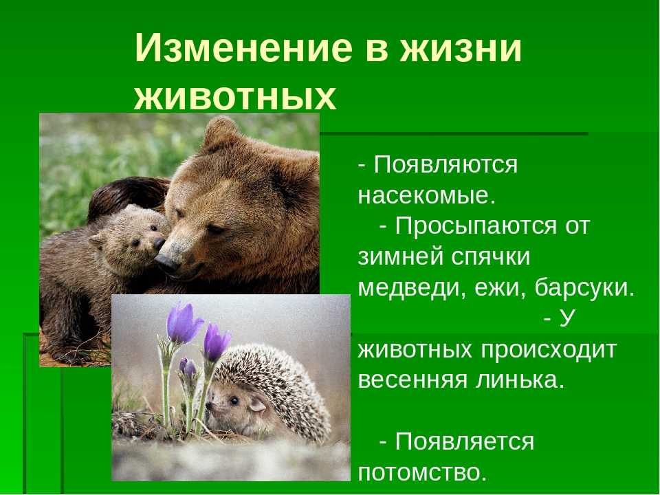 Страницы 20, 21, 22, 23, 24 - ответы окружающий мир 2 класс плешаков рабочая тетрадь 1 часть