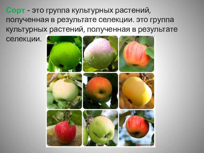 Ответы по окружающему миру, 2 класс, рабочая тетрадь, 2 часть, плешаков (школа россии) 2019 - игры плюс гдз
