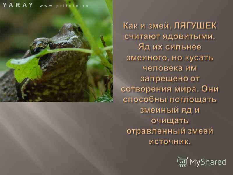 Кто что ест? – цепи питания (3 класс, окружающий мир)