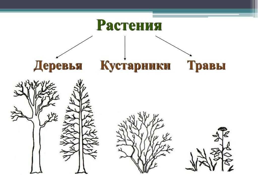 Какие бывают растения? стр. 56 - 59 окружающий мир 2 класс 1 часть