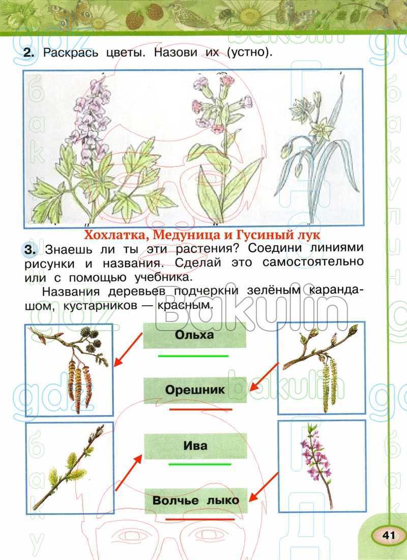 Окружающий мир 2 класс 1 часть. какие бывают растения? стр. 56 – 59