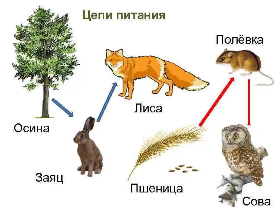 Гдз по окружающему миру 3 класс рабочая тетрадь плешаков часть 1, 2