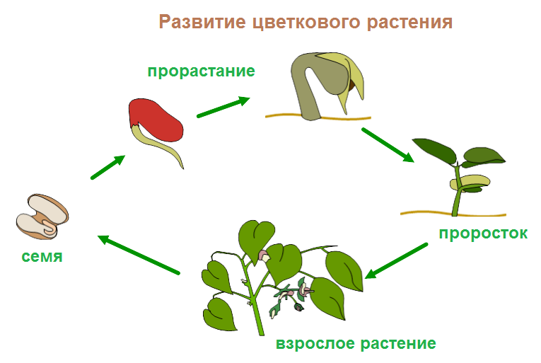 Как развивается растение из семени 3 класс окружающий мир ответы - у дачки