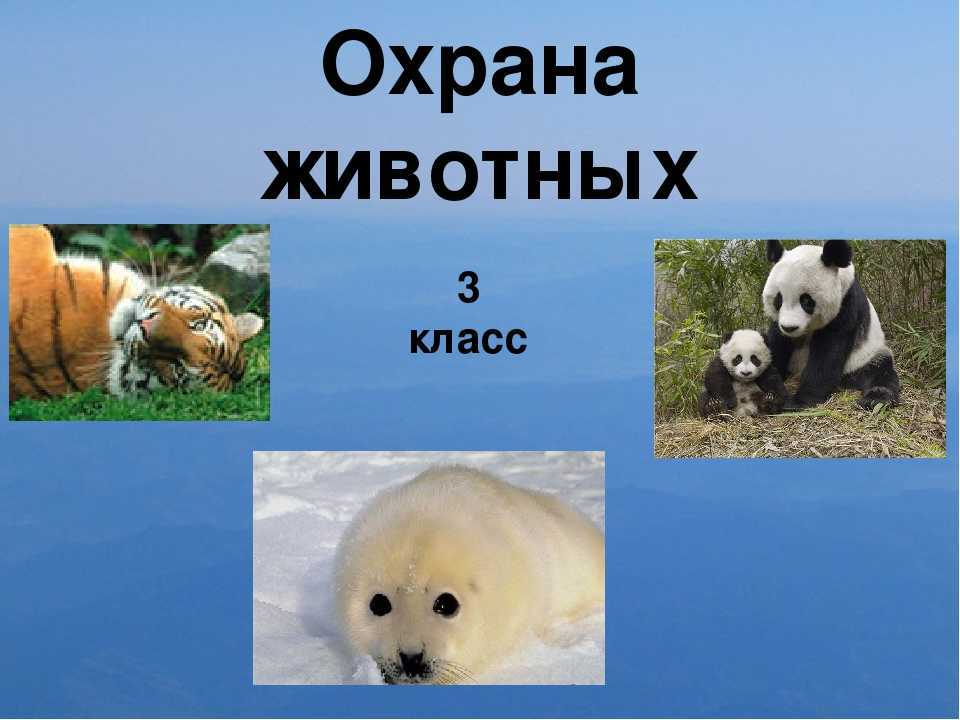 Кто что ест? стр. 94 - 97. окружающий мир 3 класс 1 часть