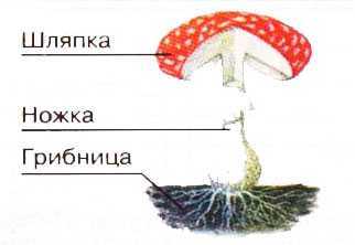 Гдз по русскому языку 3 класс климанова, бабушкина, учебник 1, 2 часть просвещение 2019-2023