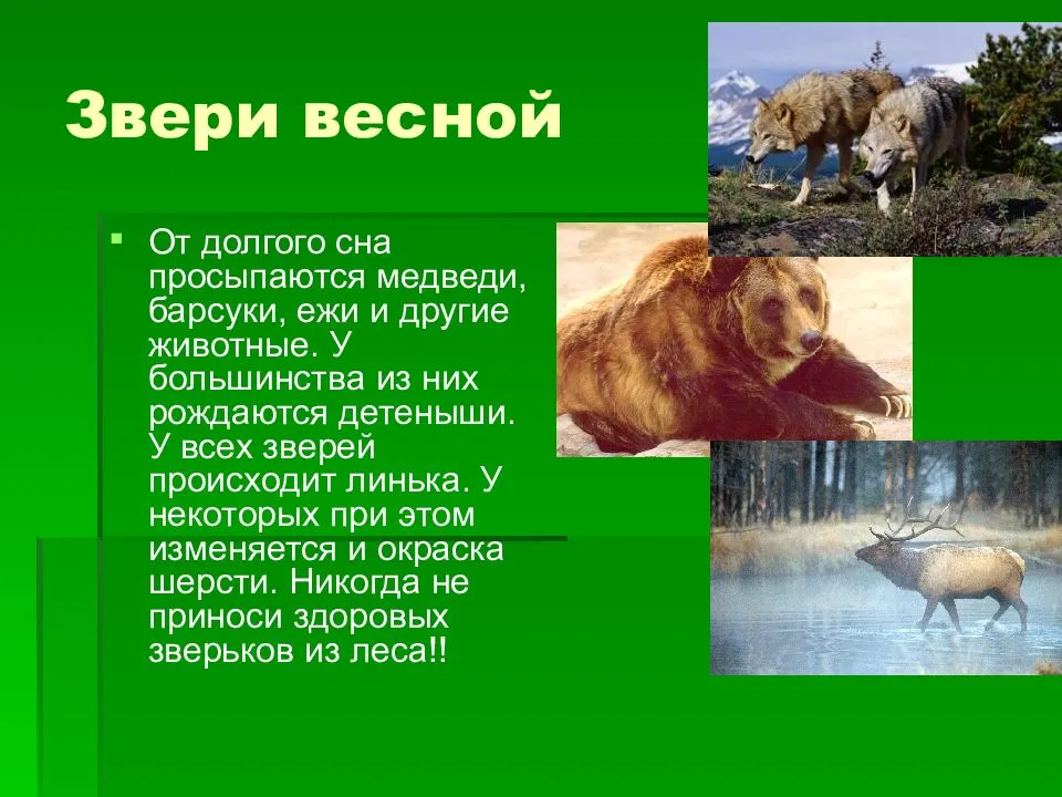 Явления живой и неживой природы – какие бывают природные явления, примеры (2 класс)