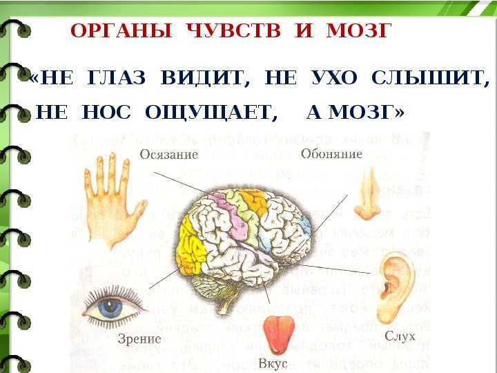 Решебник к учебному пособию: окружающий мир 3 класс плешаков - учебник