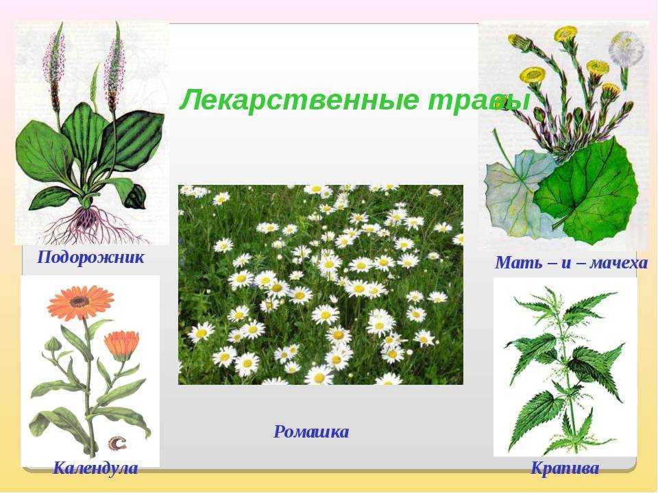 Окружающий мир 2 класс 1 часть. какие бывают растения? стр. 56 – 59