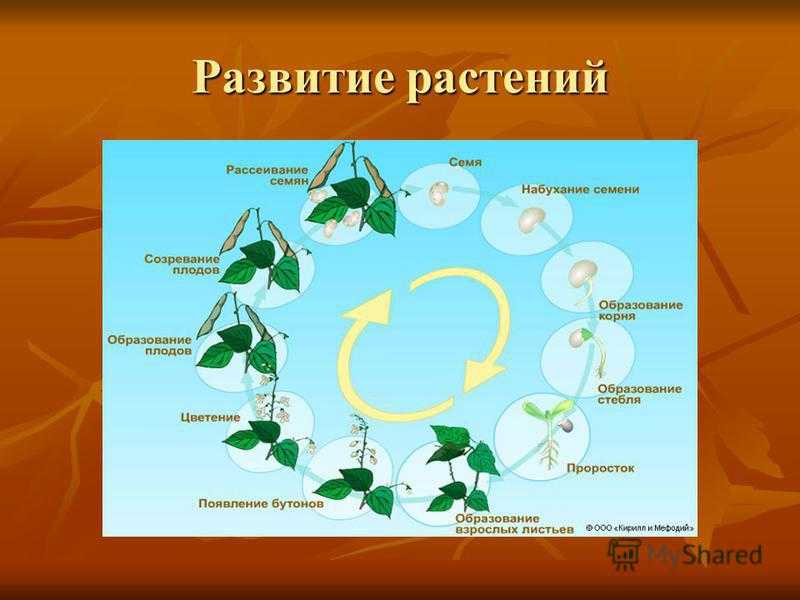 Гдз по окружающему миру для 3 класса плешаков, новицкая (1 и 2 часть)