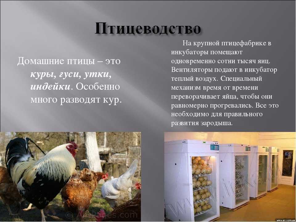 Гдз окружающий мир 2 класс 1 часть учебник плешаков