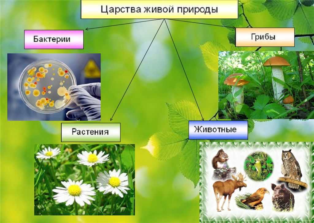 Окружающий мир 3 класс 1 часть. разнообразие животных стр. 87 – 93