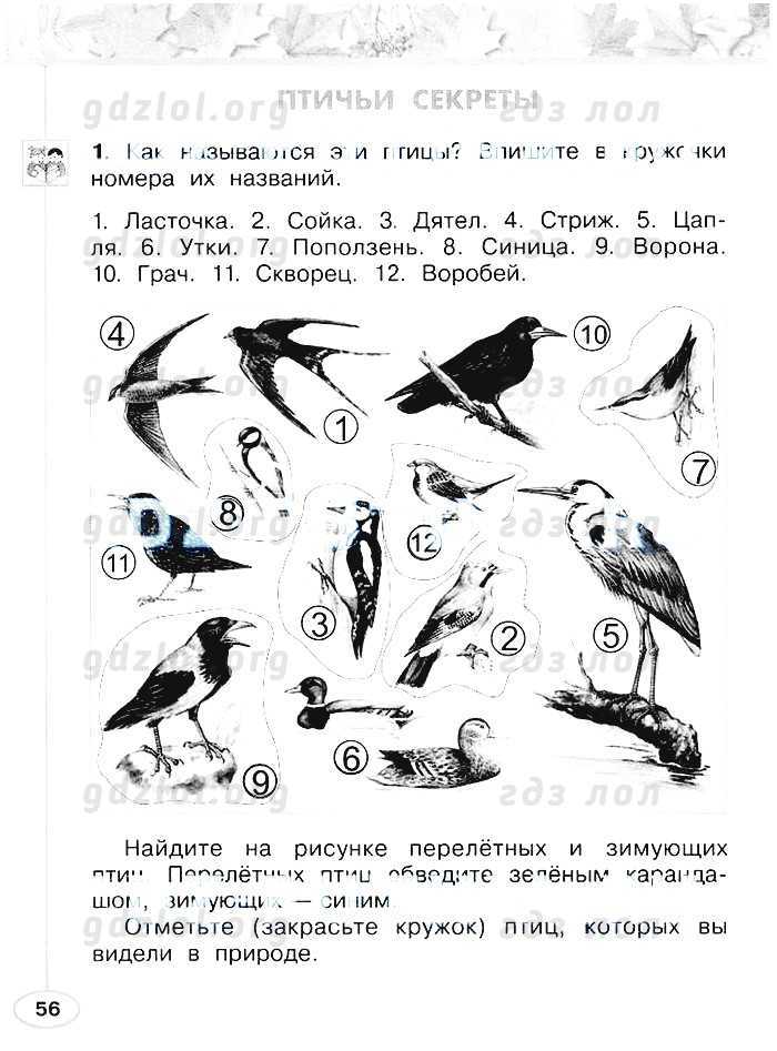 Гдз «окружающий мир 2 класс». рабочая тетрадь 1 часть. плешаков, новицкая. ответы на задания, решебник | nyx cosmetica