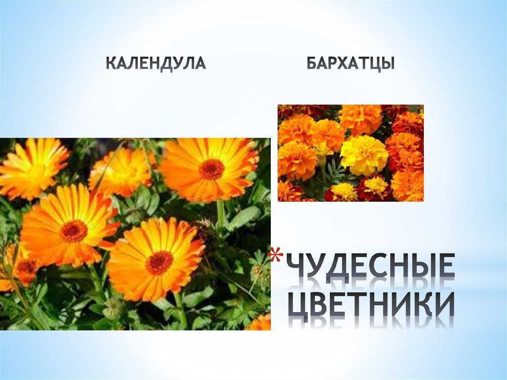 Гдз по окружающему миру 2 класс рабочая тетрадь плешаков  перспектива