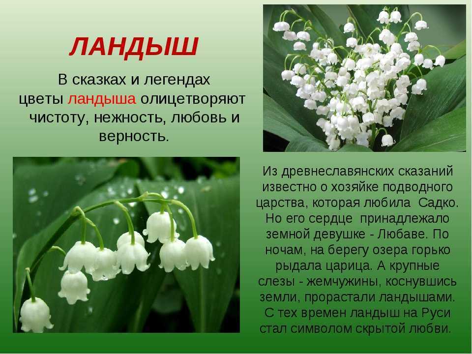 Книга: зеленые страницы. плешаков. фгос