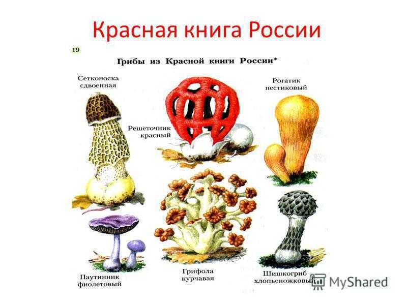 Гдз по окружающему миру 3 класс плешаков, учебник 1, 2 часть просвещение 2019-2023