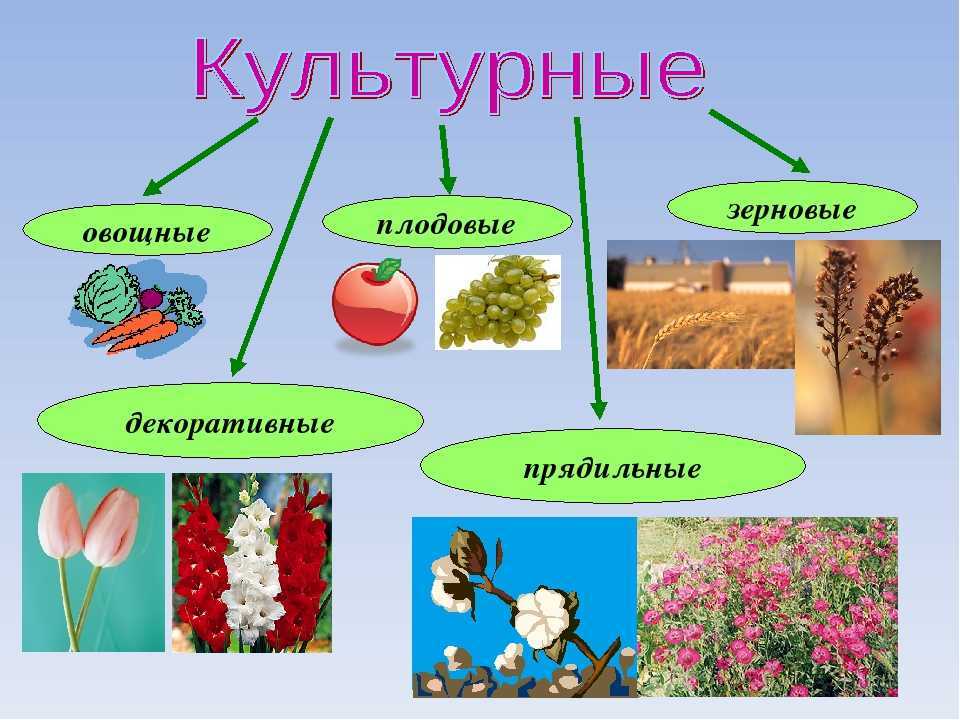 Гдз рф - готовые ответы по окружающему миру для 2 класса рабочая тетрадь а.а. плешаков школа россии  просвещение