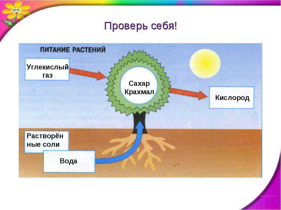 Гдз решебник по окружающему миру 3 класс плешаков рабочая тетрадь просвещение
