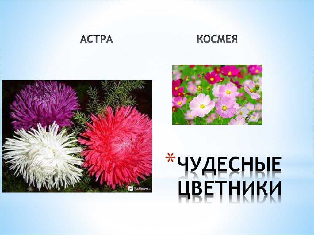 Гдз рф - готовые ответы по окружающему миру для 2 класса рабочая тетрадь плешаков а.а., новицкая м.ю. перспектива  просвещение