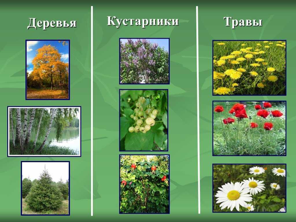 Ответы по окружающему миру, 2 класс, рабочая тетрадь, 2 часть, плешаков (школа россии) 2019 - игры плюс гдз
