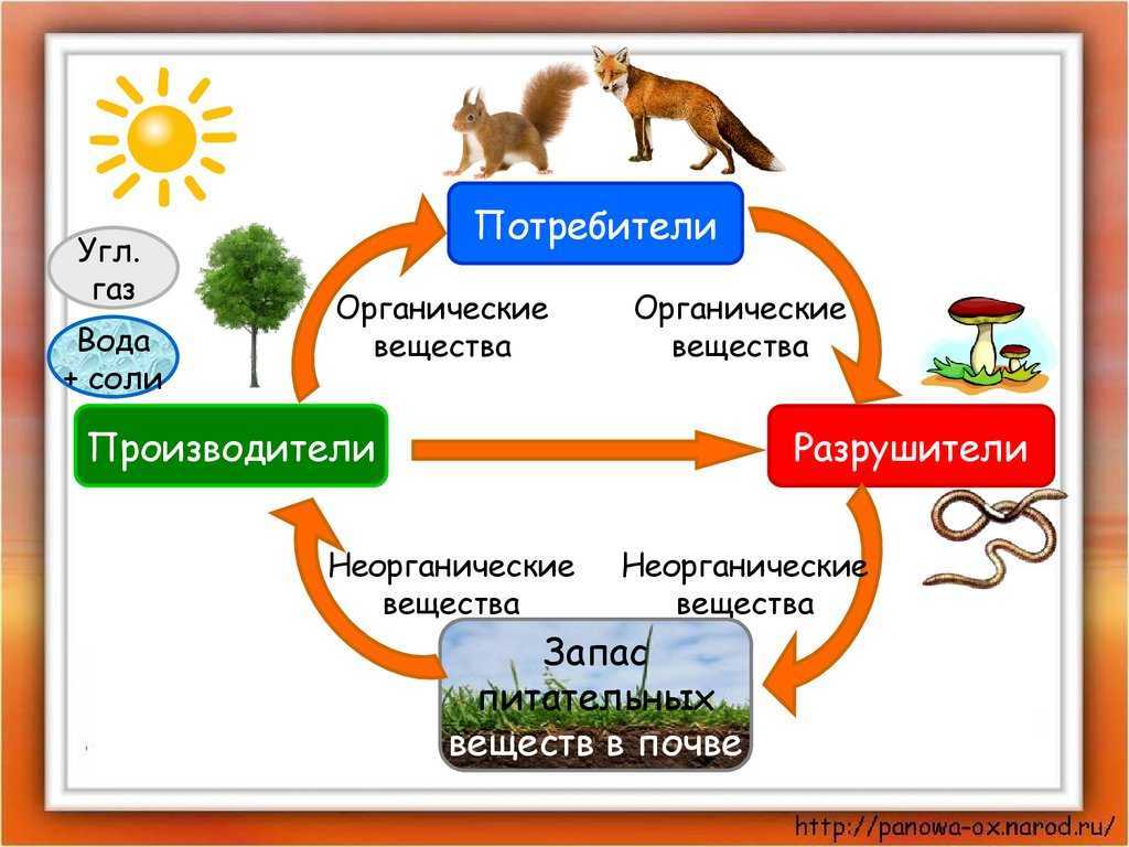 ГДЗ учебник по окружающему миру 3 класс часть 1 Плешаков Проверим себя стр 105 Номер 3 Как происходит круговорот веществ в лесу