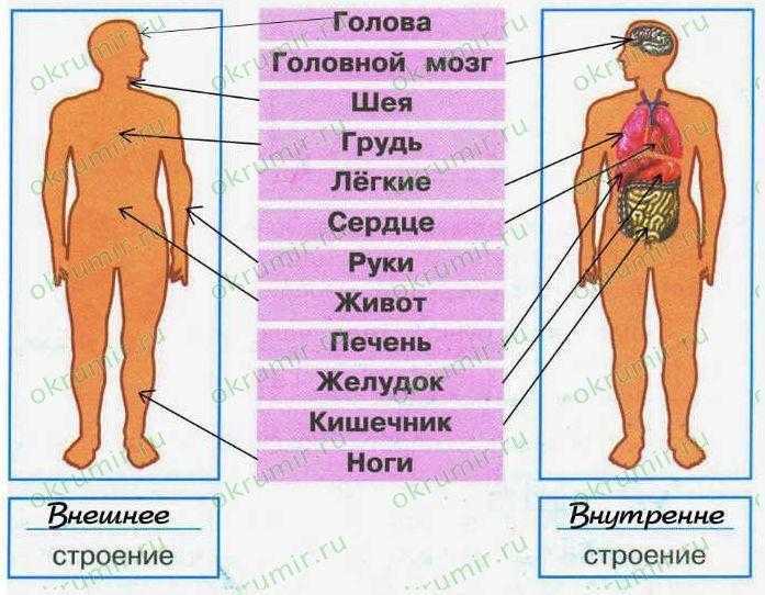 Гдз по окружающему миру 2 класс рабочая тетрадь  плешаков  школа россии
